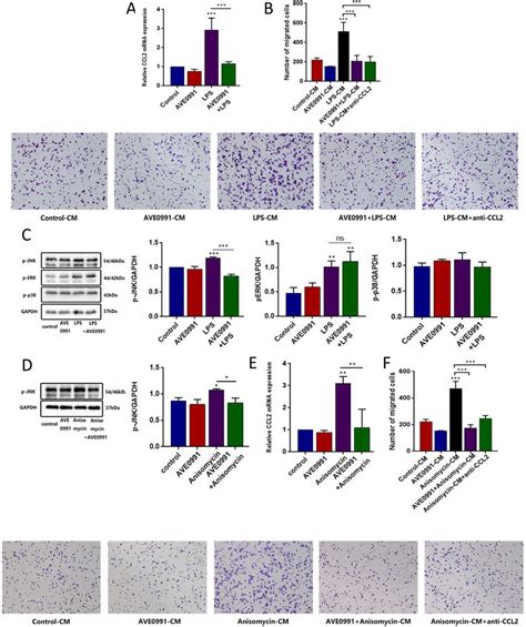 Activating Mas Receptor Attenuates Ccl Dependent Thp Macrophages