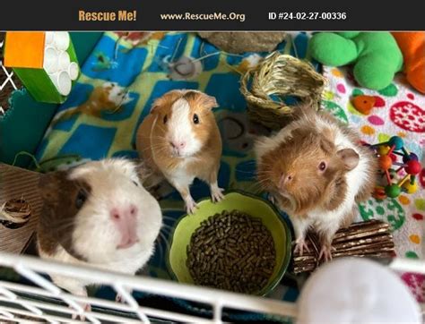 ADOPT 24022700336 Small Mammal Rescue Simi Valley CA