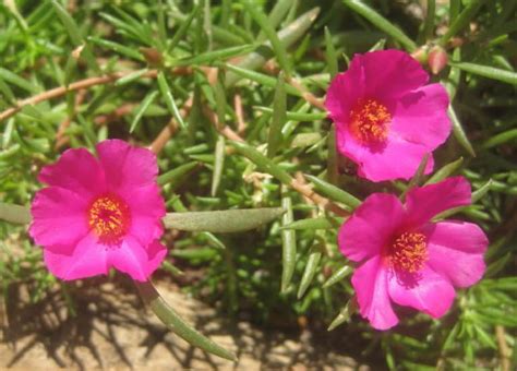 Plant Comparison Purslane Vs Portulaca Rusticwise