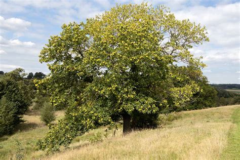 How To Grow And Care For Chestnut Trees Gardener’s Path