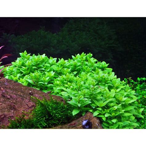 Staurogyne Repens Aquasabi Aquascaping Shop