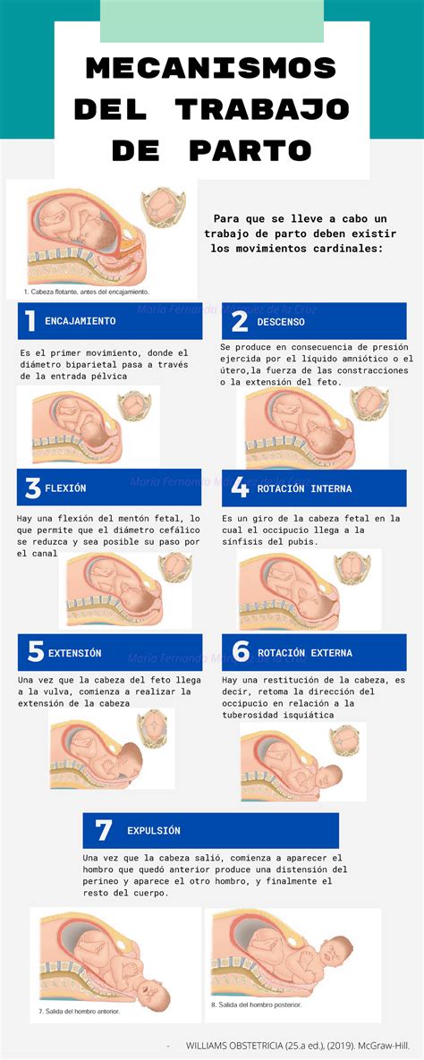 Mecanismos Del Trabajo De Parto Mecanismos Del Trabajo De Parto Para