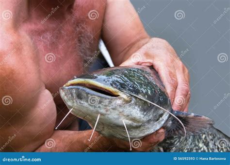 Catfish stock image. Image of muzzle, muscle, hunting - 56592593