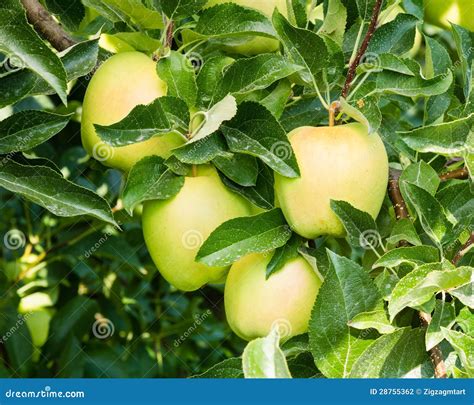 Golden Delicious Apples In The Tree Stock Photo Image Of Growing