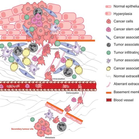 Schematic Illustrating The Pathophysiological Processes That Exploit