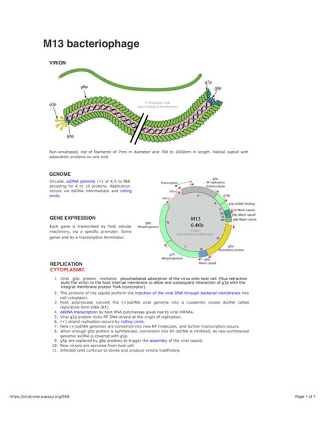 M13 Bacteriophage
