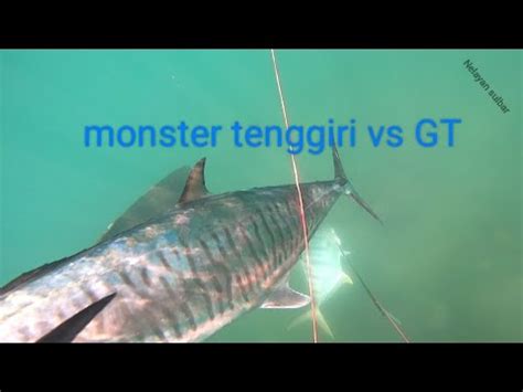 Spearfishing Berburu Ikan Monster D Spot Rumput Laut YouTube