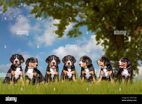 Greater Swiss Mountain Dog Puppies Stock Photo - Alamy