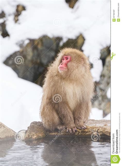 Japanese Snow Monkeys Grooming In Hot Pool Japanese Macaque Jigokudani