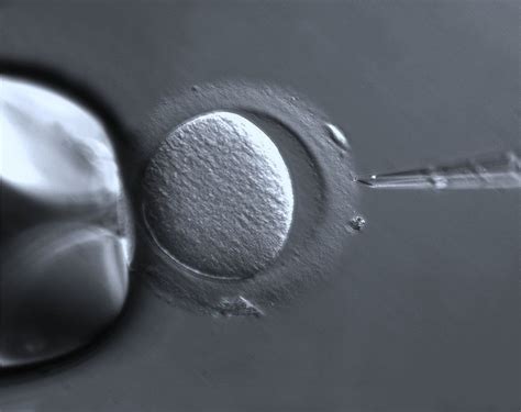 Informa Es Que Voc Precisa Saber Sobre Fertiliza O In Vitro