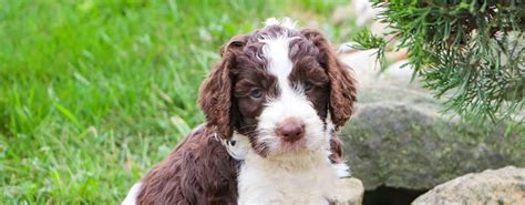 Springerdoodle Puppies — Crockett Doodles