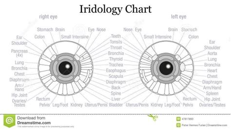 How To Read Iridology Chart The Definitive Guide Maikong Iridology