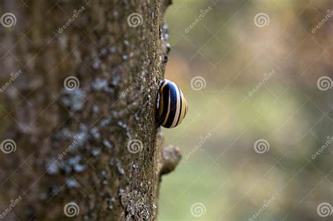 A Snail With A Shell On A Tree Stock Image Image Of Snail Space