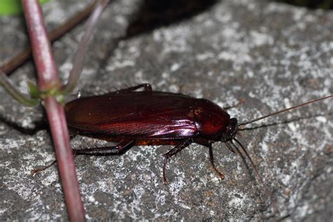 smokybrown cockroach matsudo chiba japan eos dtamro flickr
