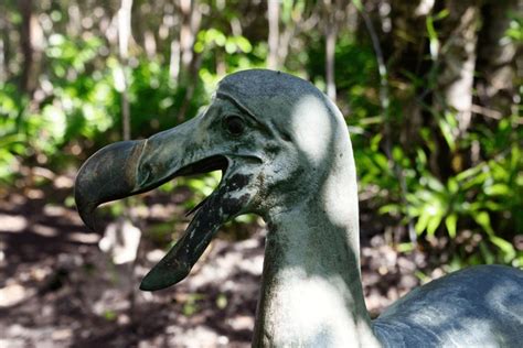 dodo extinct royalty  images stock  pictures shutterstock