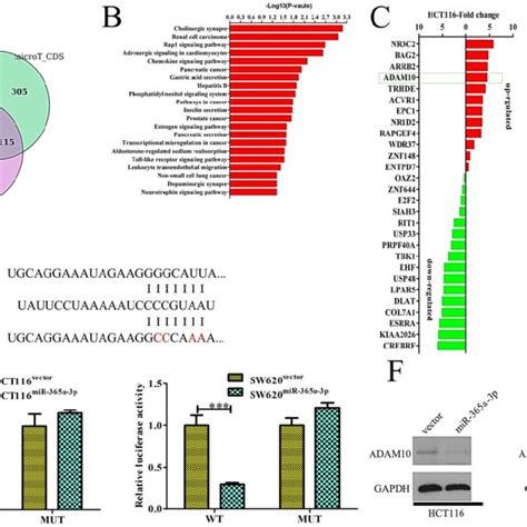 MiR 365 3p Regulates JAK STAT Signaling To Inhibit CRC Progression A