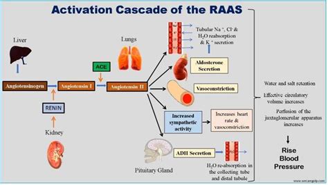 The Renin-Angiotensin-Aldosterone System (RAAS) - We Care