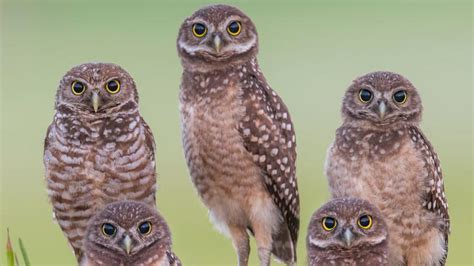 Giving A Hoot How To Protect Owls In Your Backyard