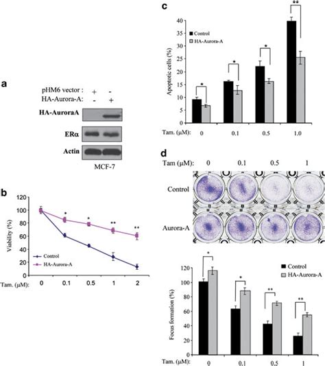 Expression Of Aurora A Induces Tamoxifen Resistance A Immunoblot