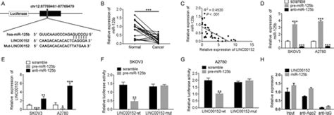 Long Noncoding Rna Linc00152 Promotes Cell Proliferation Through