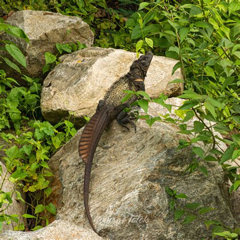 Sulawesi Sailfin Lizard From Xmc Mmr Bendungan Paneki Ii Loru Kec