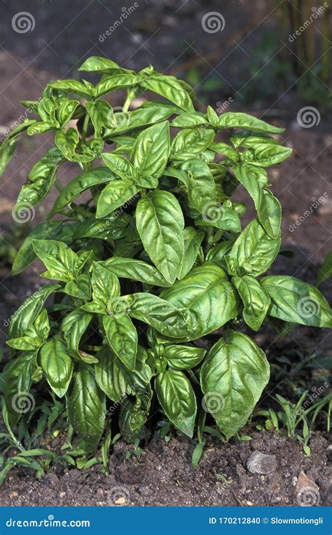 Basilic Grand Vert Ocimum Basilicum Stock Photo Image Of Basilicum