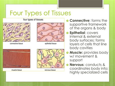 The Four Types Of Tissue