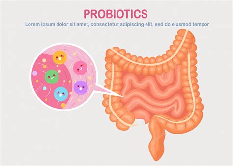 Premium Vector Intestines Guts Flora On White Background Digestive