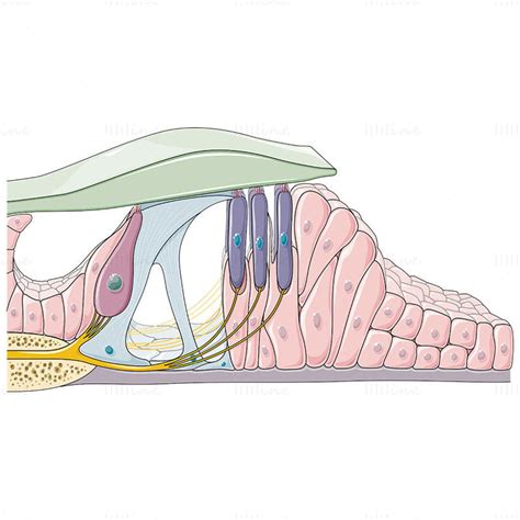 Organ Of Corti Vector