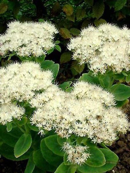 Orpin Remarquable Iceberg Sedum Spectabile Le Jardin Du Pic Vert