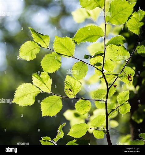 Silver Birch Tree Betula Pendula In Royal Botanic Gardens At Kew