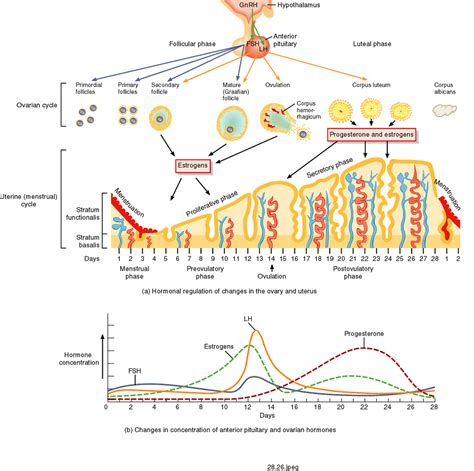 Ovarian Cycle Maturation