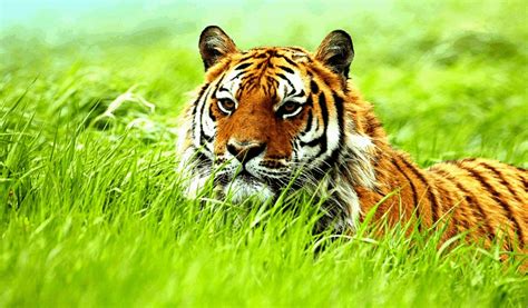 Interbreed | Join the Movement to Save Animals