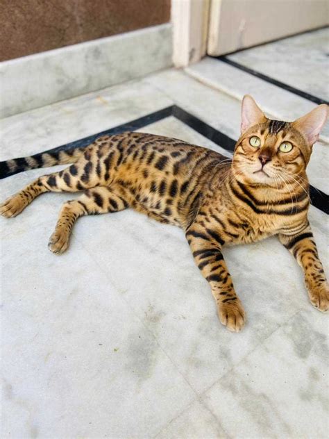 Bengal Tiger Kitten