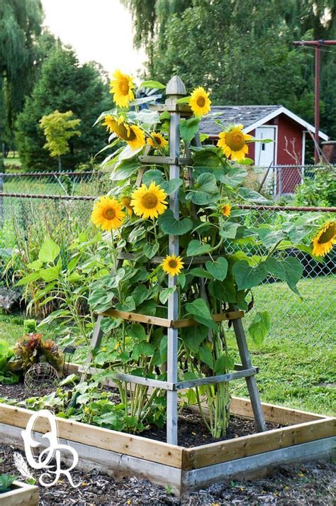 Easy Diy Garden Trellis Ideas Plant Structures Artofit