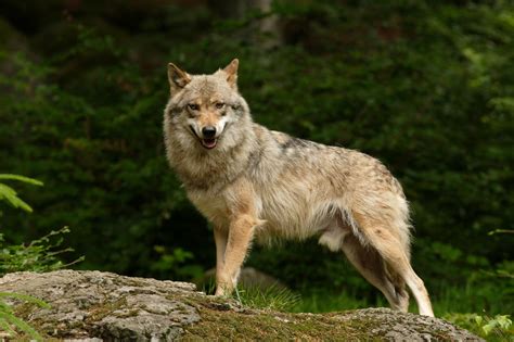 Real Wolf Wallpapers