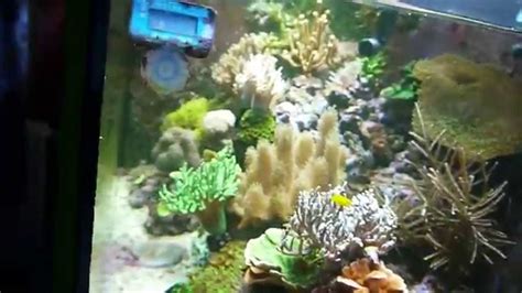 Aquarium récifal 500 l après 1 an YouTube