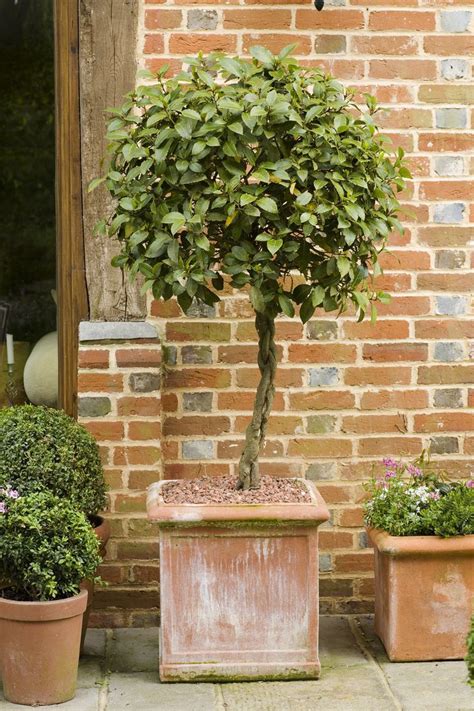 20 Best Large Container Plants For A Dramatic Garden