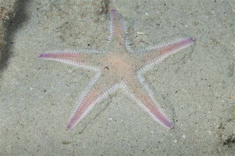 Bonaire Reef - Echinoderms