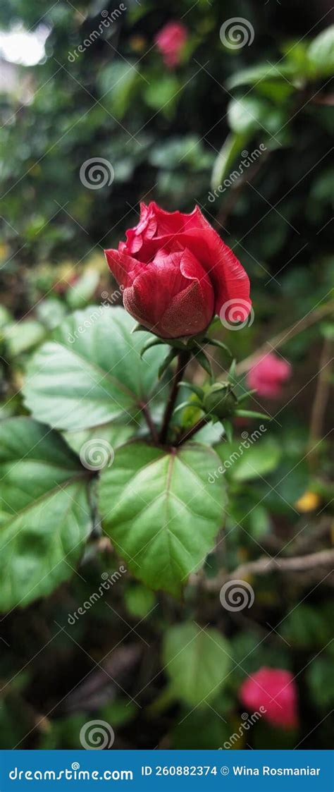 Red roses a sign of love stock photo. Image of flower - 260882374