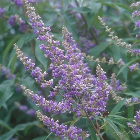 Vitex Agnus Castus Latifolia Gattilier Grandes Feuilles Aromatique