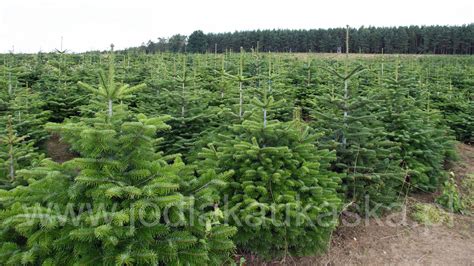 Plantacje Choinek Jod Y Kaukaskiej W Polsce Sprzeda Choinek Z