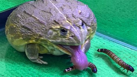 African Bullfrog Eating Crickets And Worm Warning Live Feeding Youtube