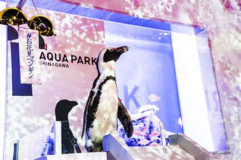 今年は愛らしいお花見ペンギンがお出迎え 桜満開の幻想的な空間SAKURA AQUARIUM Directed by NAKEDマクセル