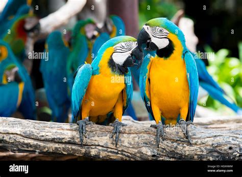 A Pair Of Blue And Yellow Macaws Perching At Wood Branch In Jungle