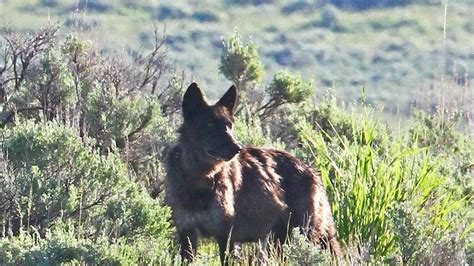 Famous Yellowstone park wolf killed by hunter