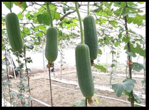 Sponge Gourd – Known-you Seed America