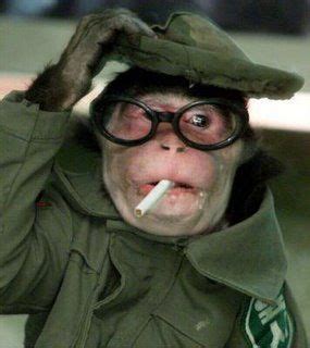 Monkeys Wearing Glasses Monkeys Funny Funny Monkey Pictures Monkey