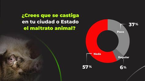 Maltrato Animal En México 2021 ¿qué Opinión Se Tiene Animanaturalis