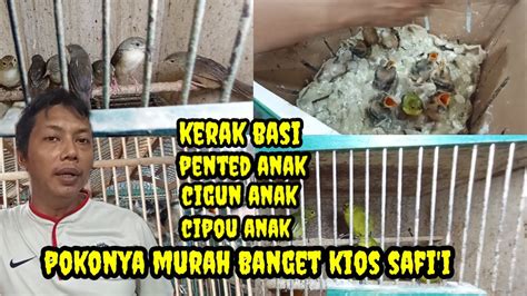 UPDATE HARGA BURUNG DI KIOS SAFI I PASAR BURUNG PRAMUKA YouTube